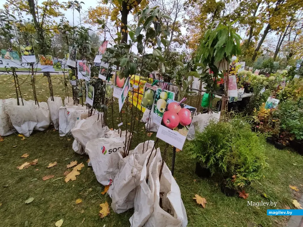 Праздник урожая «Багач». Могилев, площадка у ДК области. 1.10.2022 г