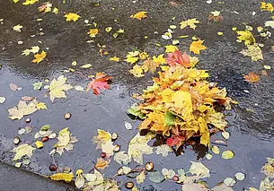 На Бабье лето не похоже: завтра – кратковременные дожди и от + 9 градусов