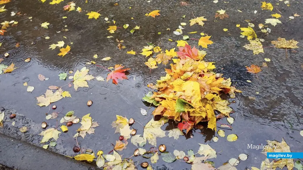 Бабье лето в Беларусь сильно запаздывает. Завтра опять дожди и осенняя температура. Берите с собой зонты и одевайтесь потеплее. Фото: Ирина Рябова