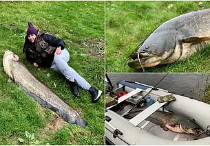 Бобруйчанка выловила из Березины огромного сома весом 47 кг