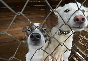 «Ситуация с бездомными животными очень плохая»