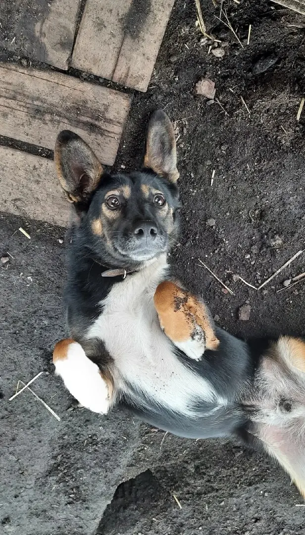 Один из подопечных волонтеров «Собачьего сердца».