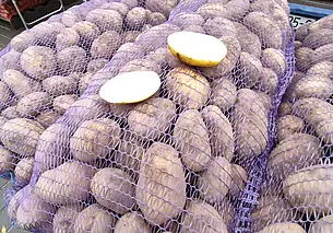 Стабфонд плодоовощной продукции в Могилевской области сформирован более чем на 60 процентов