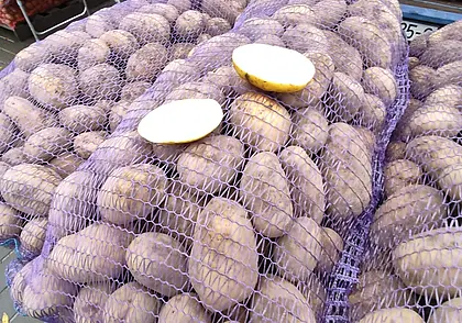 Стабфонд плодоовощной продукции в Могилевской области сформирован более чем на 60 процентов