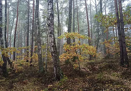 Охотник из Бобруйска находился в «зоне покоя». Грозит штраф до 960 рублей