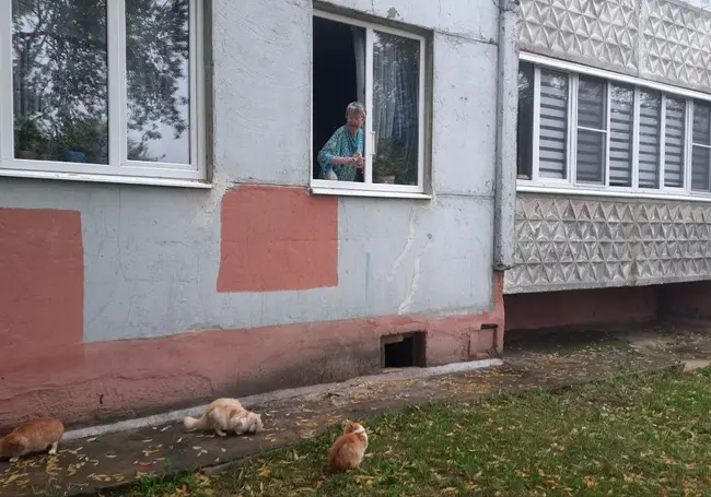 По «ее» котам можно сверять часы. Как могилевская пенсионерка бездомных животных подкармливает
