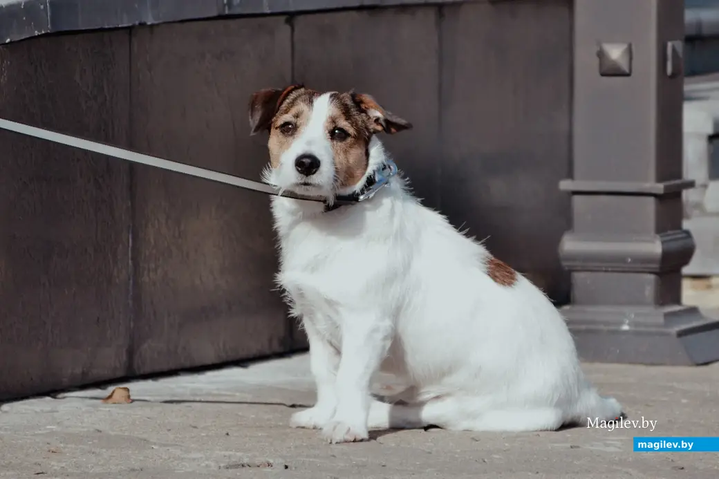 06.10.2022 г. Могилев. Осенние фотозарисовки