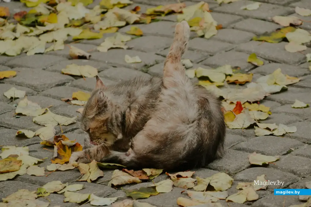 06.10.2022 г. Могилев. Осенние фотозарисовки