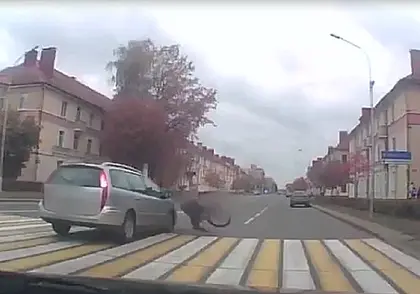 В Бобруйске под колеса легковушки попал велосипедист