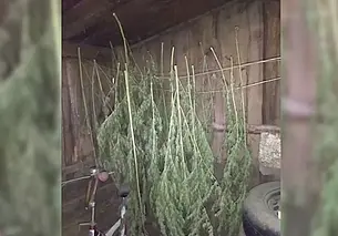 Жителя Быхова задержали за хранение марихуаны