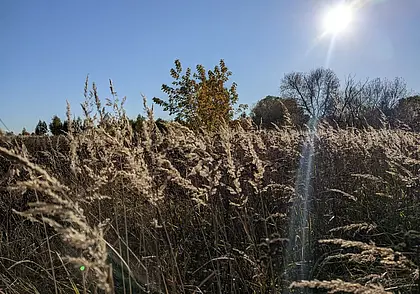 До +15°С днем и ночные заморозки ожидаются в Беларуси 12 октября