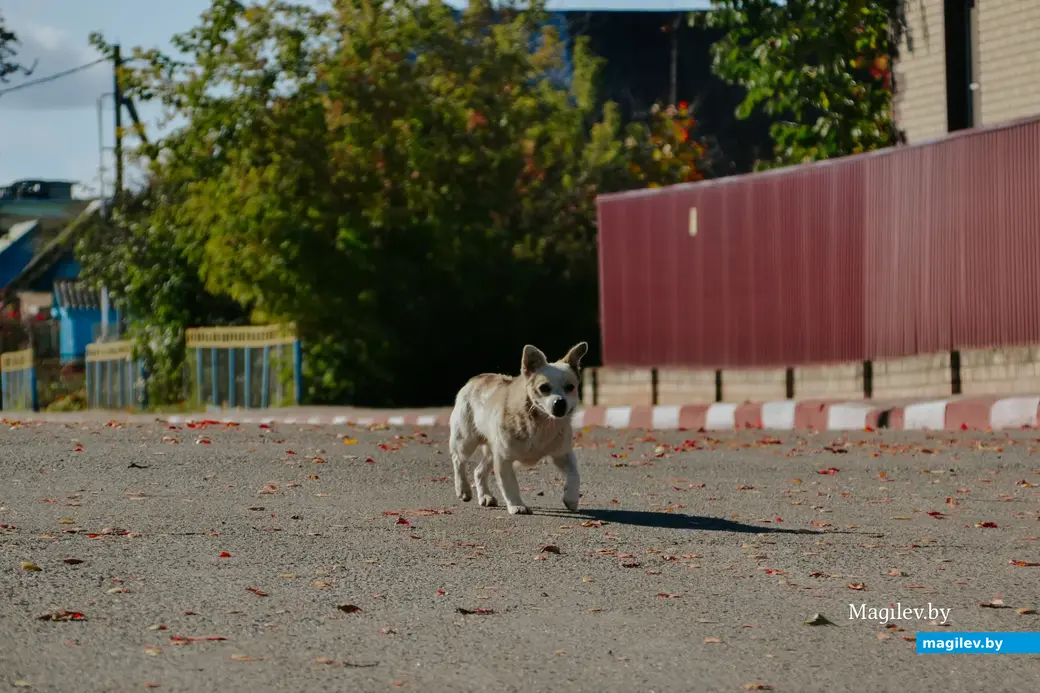 10.10.2022, Мстиславль. Фотоэкскурсия по достопримечательностям Мстиславля. Четвероногие обитатели старинного города.