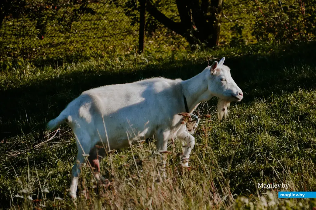 10.10.2022, Мстиславль. Фотоэкскурсия по достопримечательностям Мстиславля. Четвероногие обитатели старинного города.