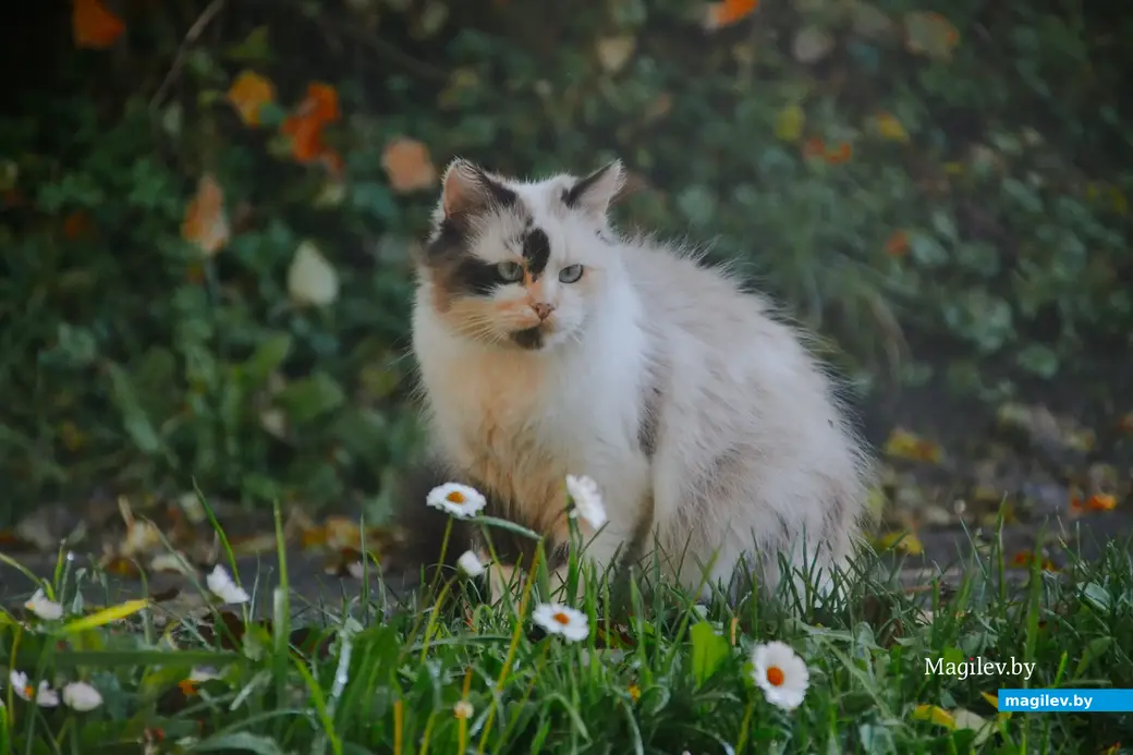10.10.2022, Мстиславль. Фотоэкскурсия по достопримечательностям Мстиславля. Четвероногие обитатели старинного города.