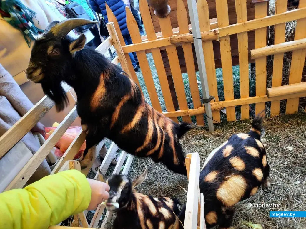 Славгород, 15 октября 2022 года. Областной фестиваль-ярмарка тружеников села «Дажинкі-2022».