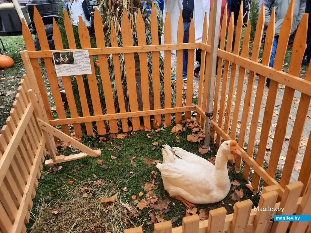 Славгород, 15 октября 2022 года. Областной фестиваль-ярмарка тружеников села «Дажинкі-2022».