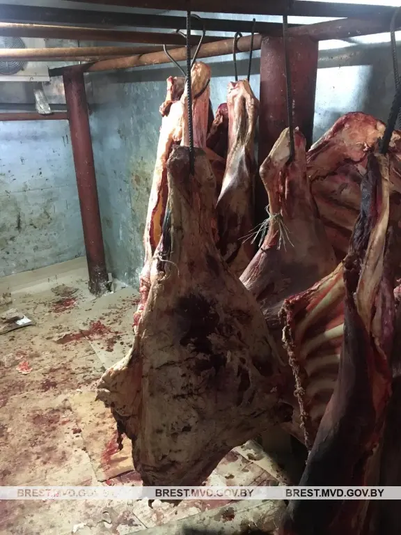 Фермер из Брестской области в антисанитарных условиях хранил 600 кг говядины. Фото: УВД Бреста