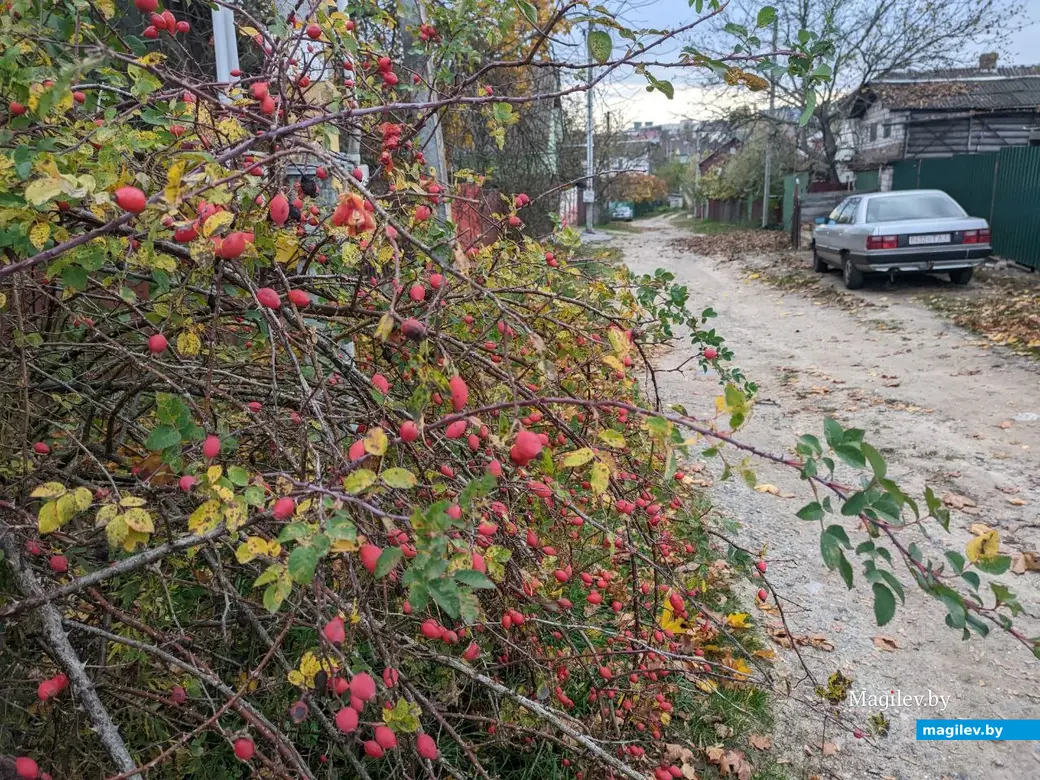 18.09.2022. Прогулка по бывшим приберезинским форштадтам. Фоторепортаж из Бобруйска. Фото: Александр ЧУГУЕВ