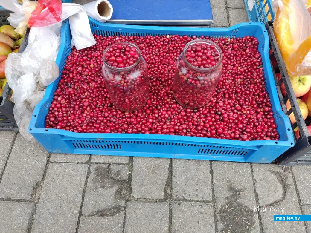 За клюкву просят 6-7 рублей за литр. Центральный рынок, Могилев. 19.10.2022 г