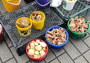 Грибной сезон на могилевских рынках: узнали что предлагают и почем просят