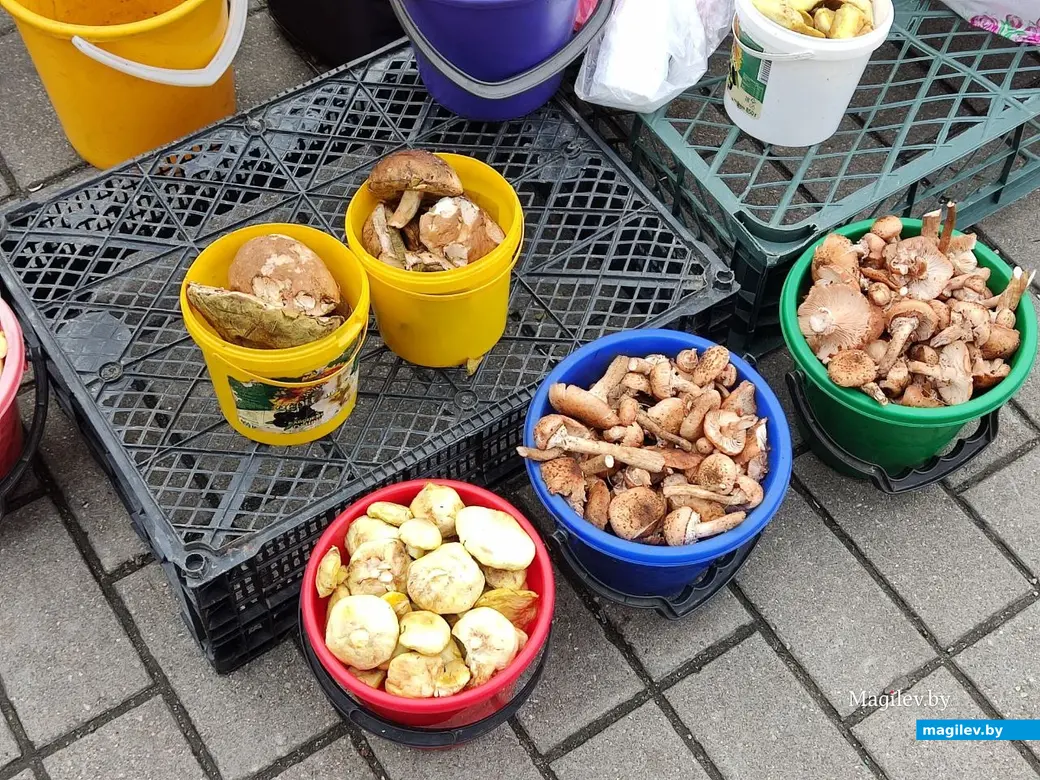 Грибной сезон на могилевских рынках. 19.10.2022 г.