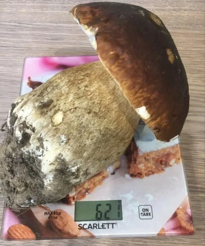 А это тот самый боровик весом более 600 г, который нашел житель Полыковичей в Горецком районе. Фото: Pniva.by.