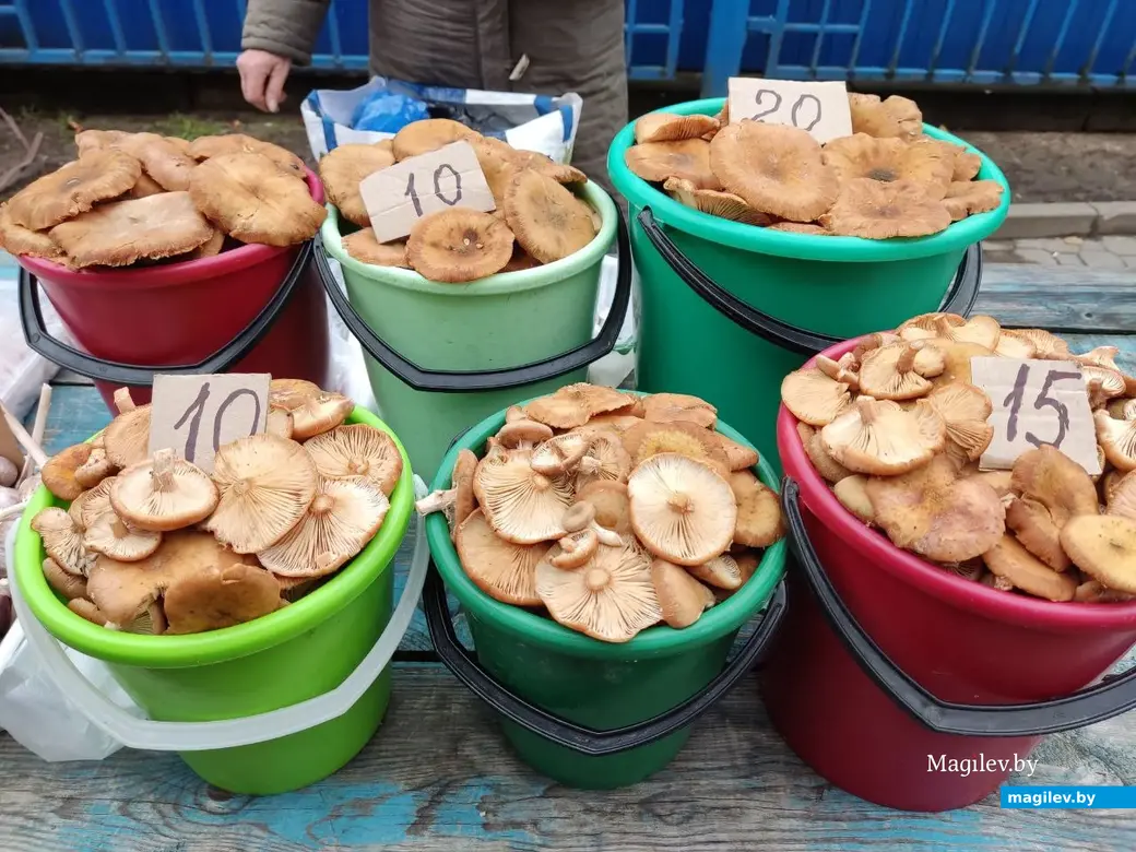 Опята пошли! Привокзальный рынок, Могилев. 19.10.2022 г.