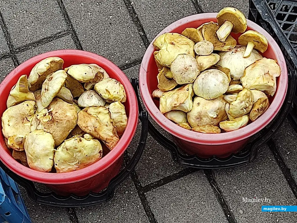 Маслята уже почищены, купил, принес и вари! Центральный рынок, Могилев. 19.10.2022 г.