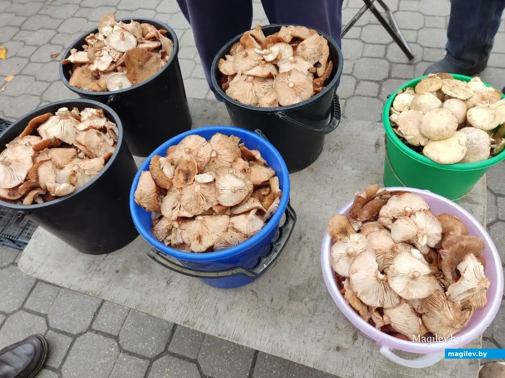 Грибной сезон на могилевских рынках. 19.10.2022 г.