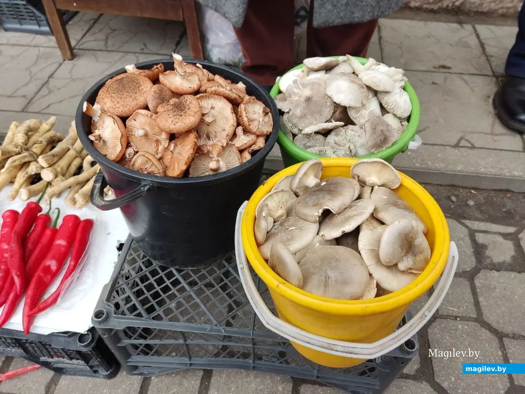 Грибной сезон на могилевских рынках. 19.10.2022 г.
