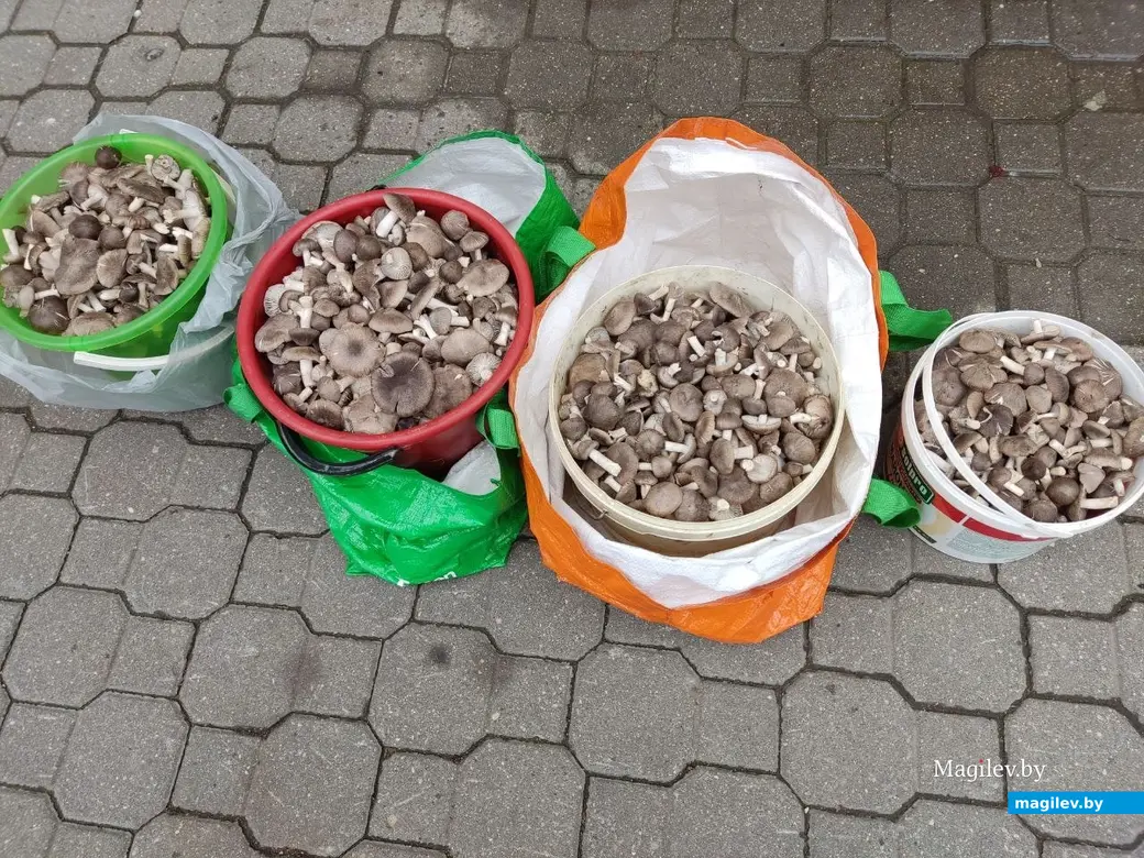 Грибной сезон на могилевских рынках. 19.10.2022 г.
