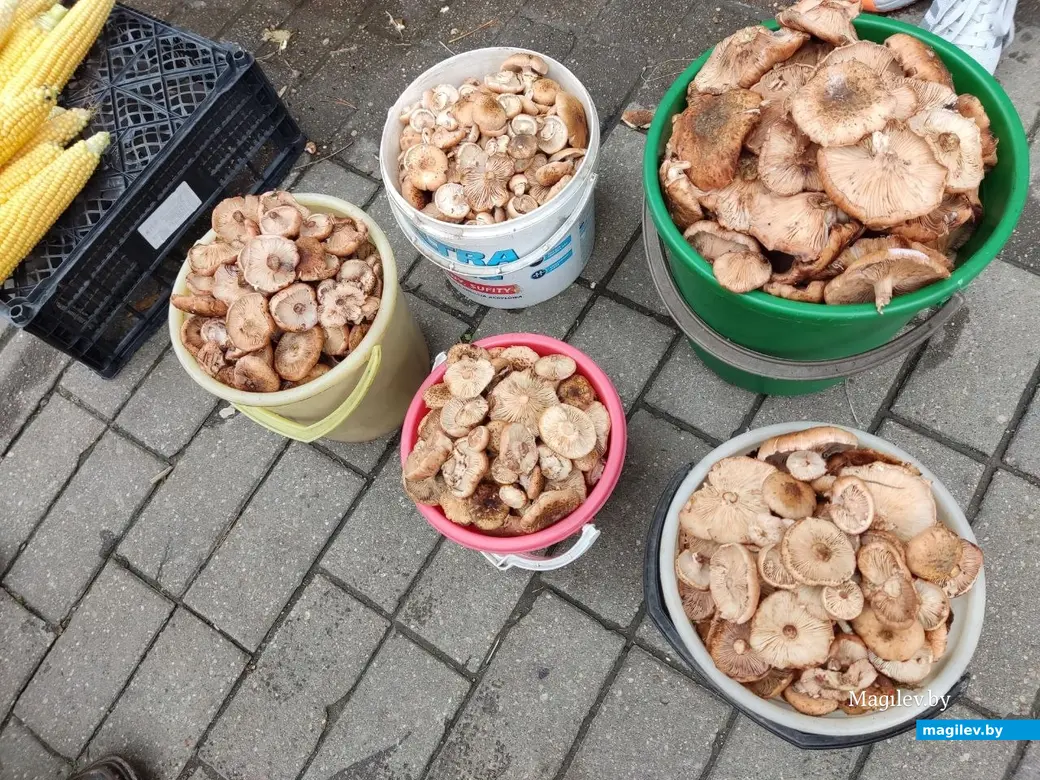 Грибной сезон на могилевских рынках. 19.10.2022 г.