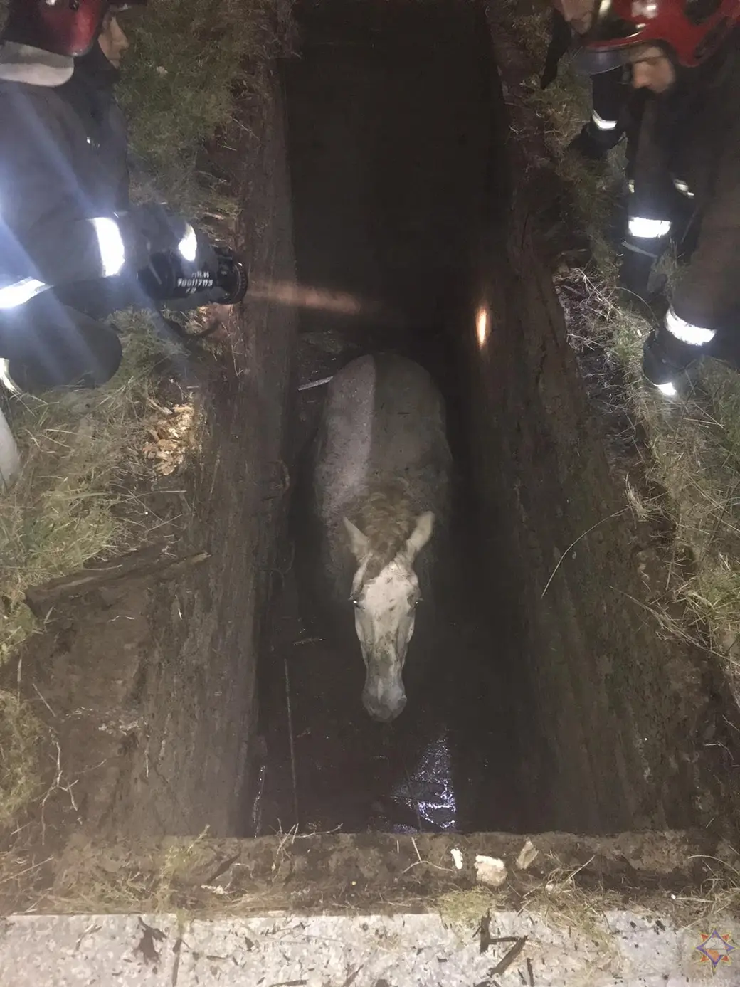 20.10.22 В Могилеве лошадь провалилась в яму: ее доставали спасатели. Фото: МЧС