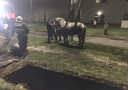 В Могилеве лошадь провалилась в яму: ее доставали спасатели. Видеофакт