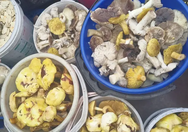 «Боровиков практически нет, а маслят можно набрать, если места знать»