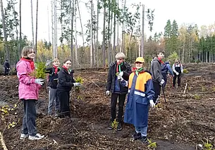 В акции по восстановлению лесов участвовали более 700 бобруйчан