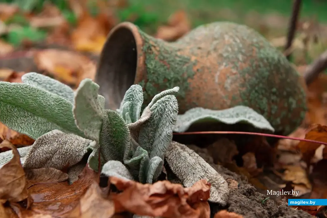 Осень в деревне Брожа.