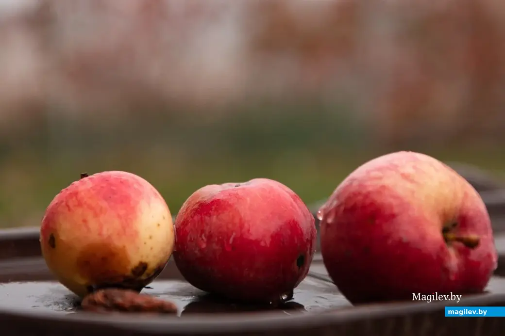 Осень в деревне Брожа.