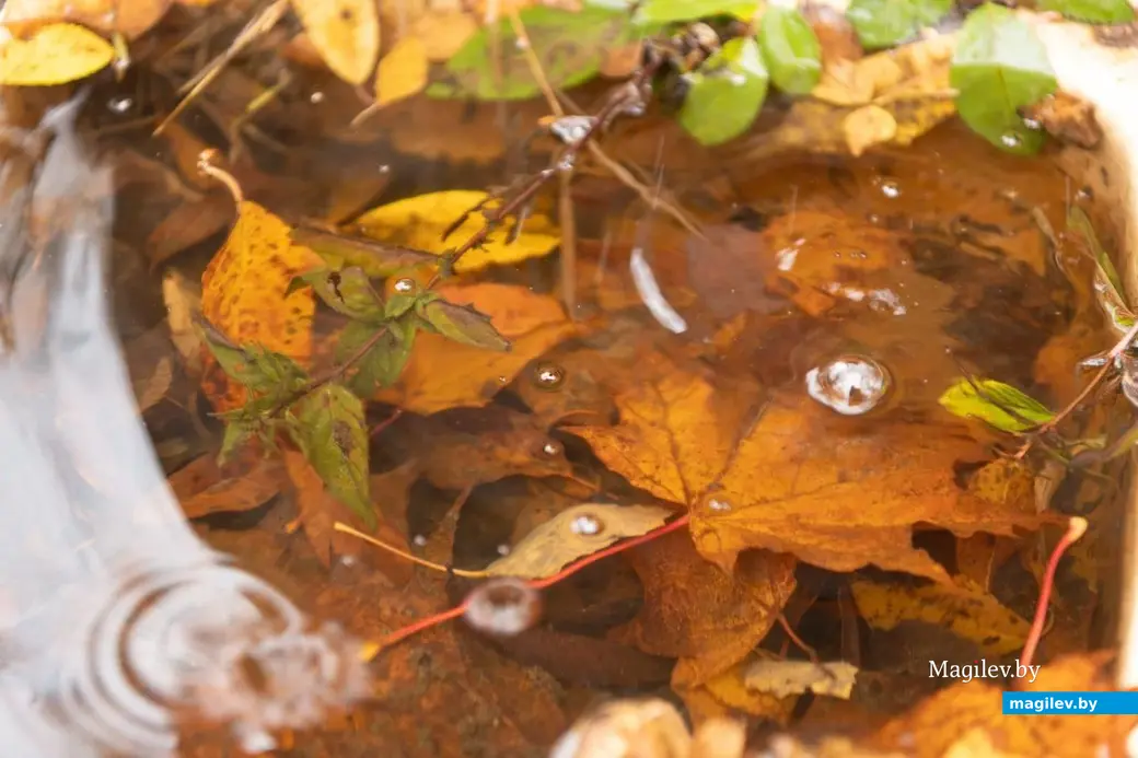 Осень в деревне Брожа.
