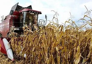 В Малоритском районе местный житель попал под жатку комбайна при уборке кукурузы