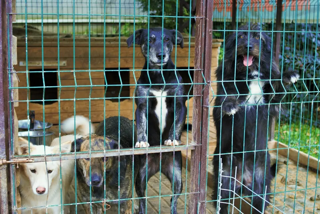 Октябрь 2022 г. Могилев, приют «Верба»