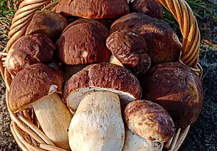 Боровики, подзеленки, маслята. Полюбуемся трофеями бобруйских грибников