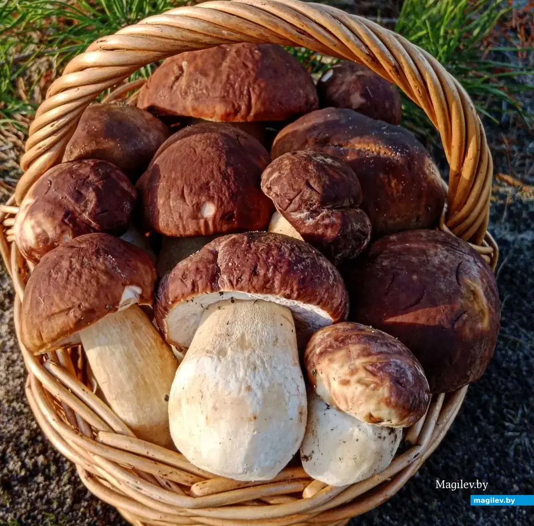 Боровики Марии Никитко.