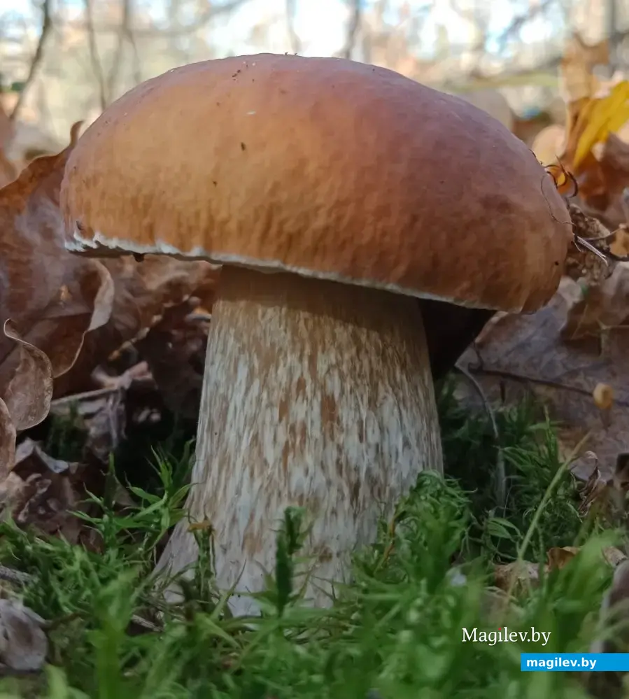 Трофеи Марии Никитко.