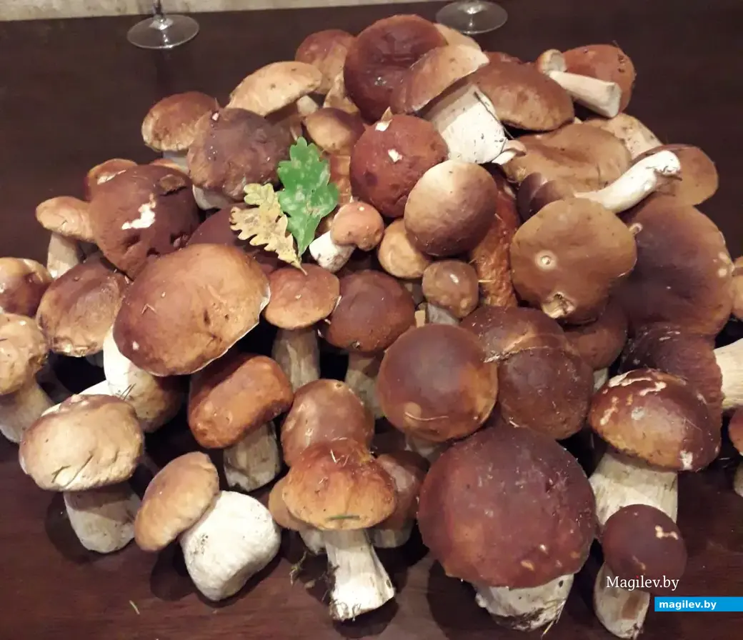 Трофеи Галины Статкевич.