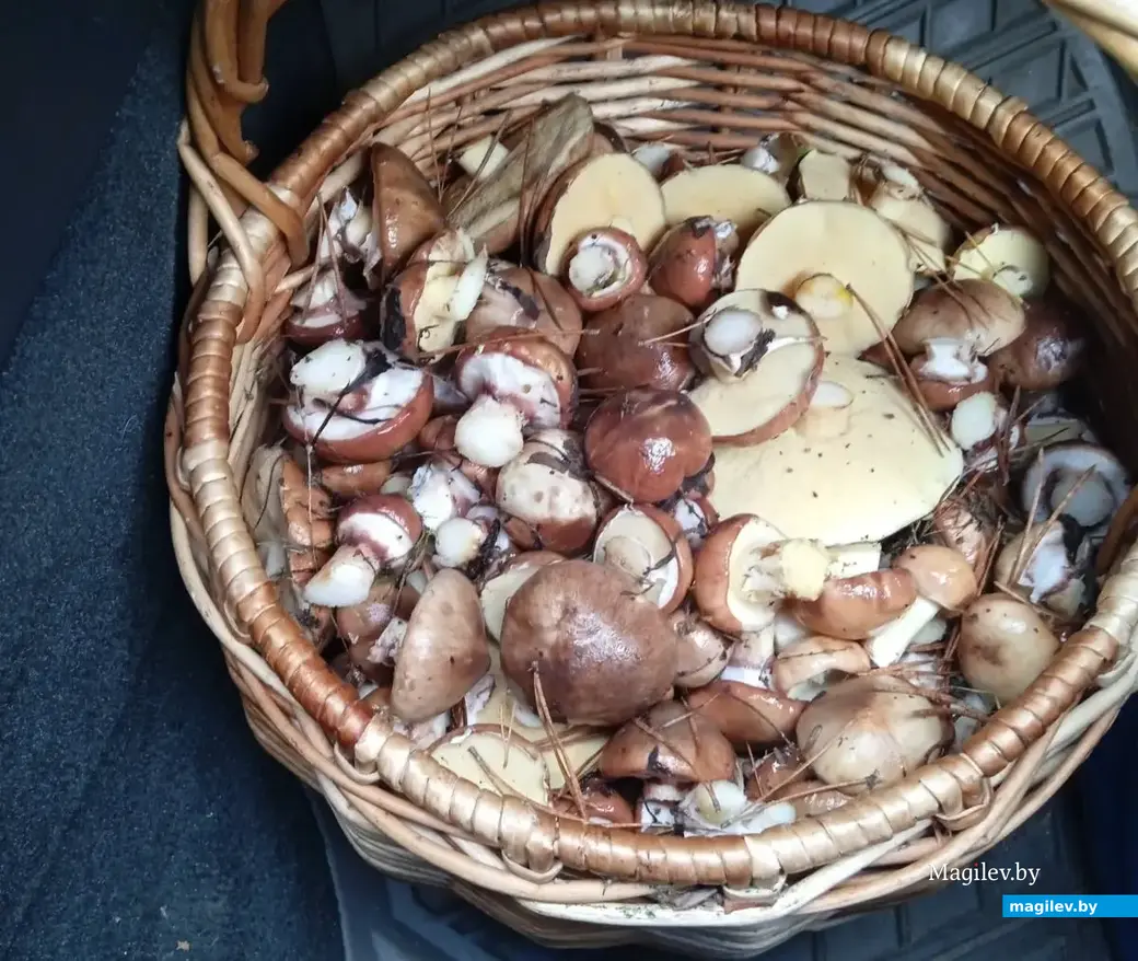 Маслята Галины Статкевич.