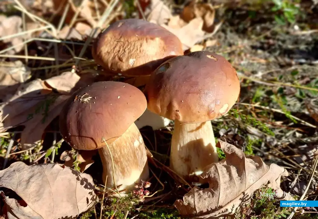 Трофеи Галины Статкевич.