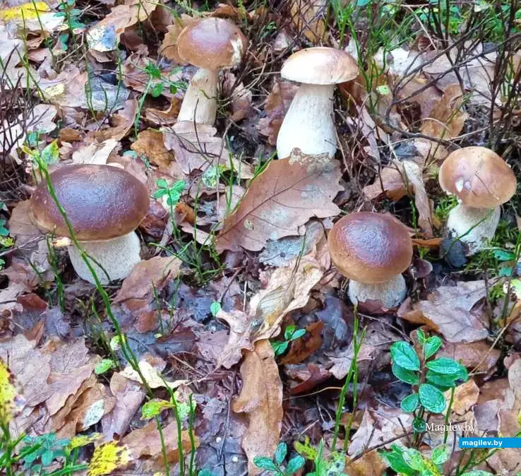 Трофеи Валентины Карликовой.