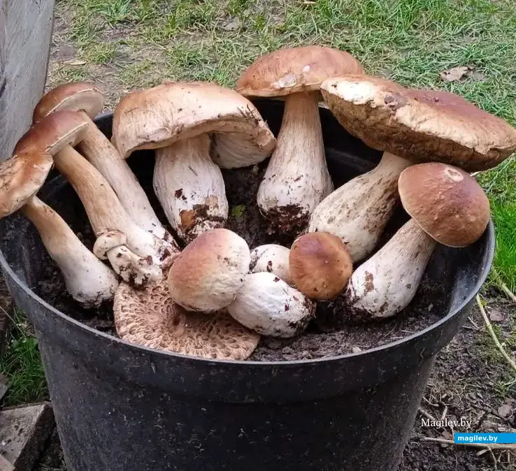 Трофеи Валентины Карликовой.