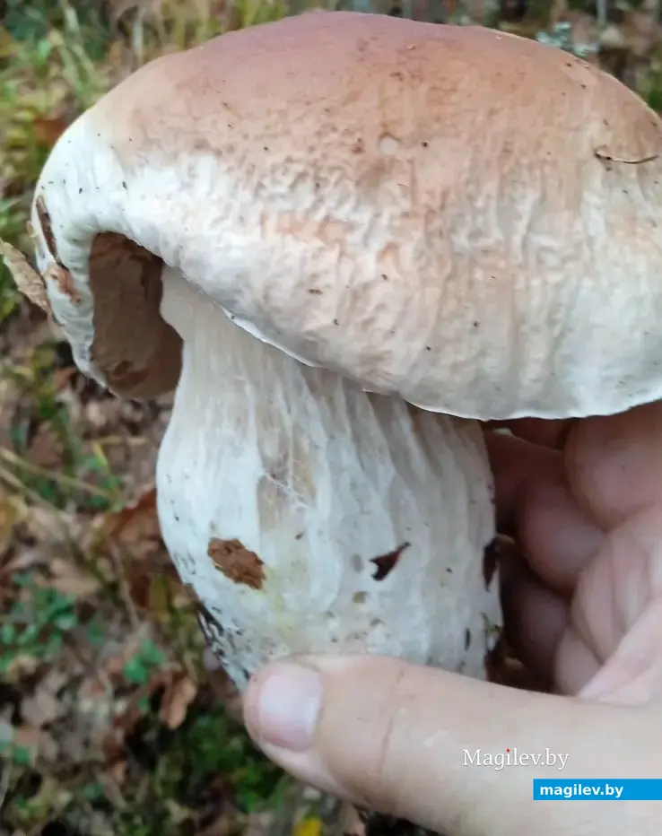 Боровик-крепыш Валентины Карликовой.